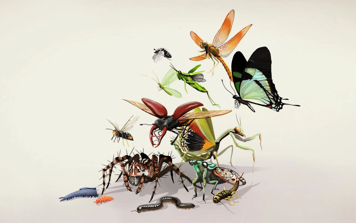 Arthropodes terrestres